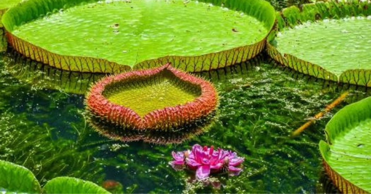 Private Full Day Car- North Tour With Lunch & Entrance