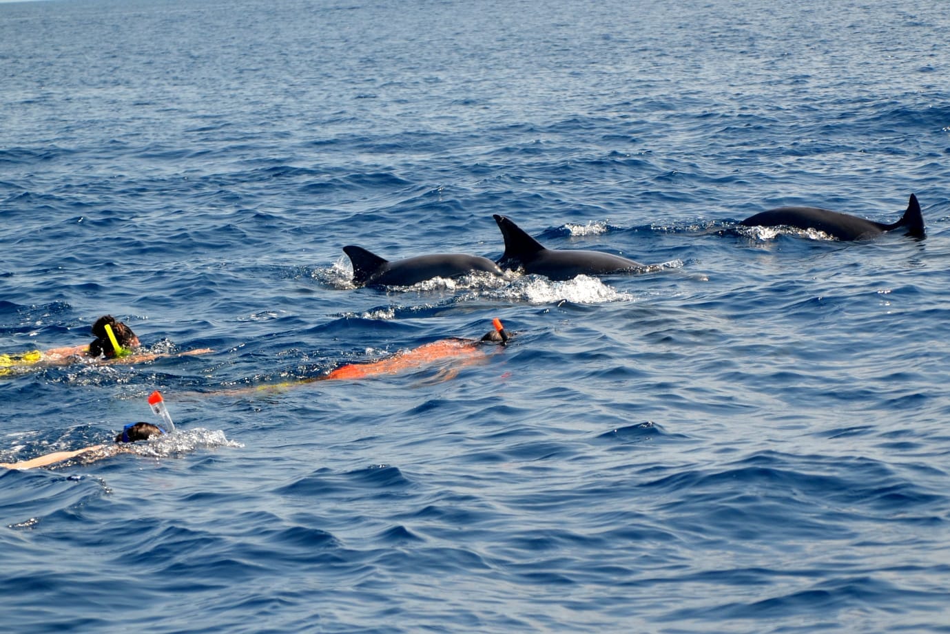 West Cruise  -  Half Day Whale Watching- Swim with the Dolphins in Mauritius